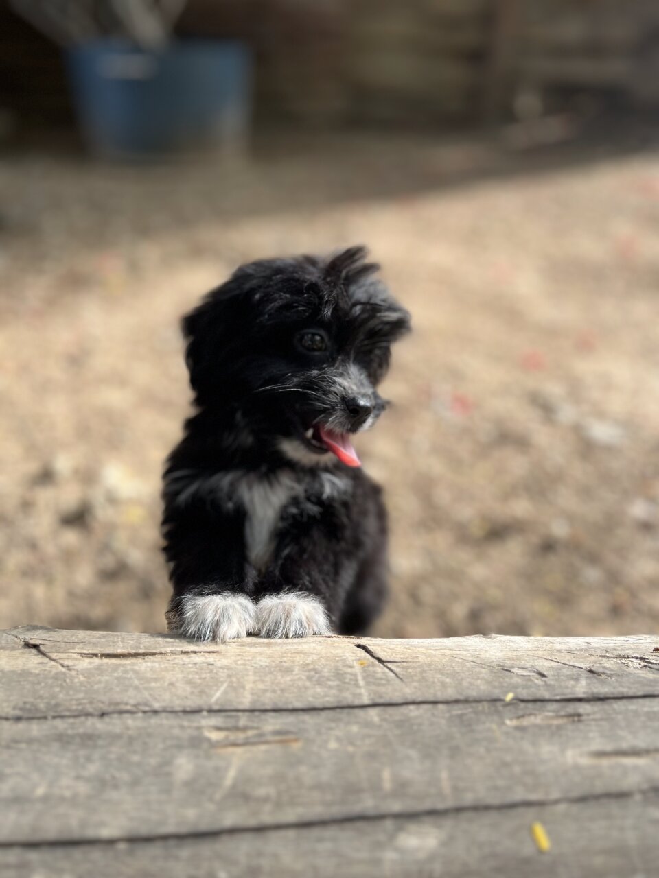 Shih Tzu Female Available