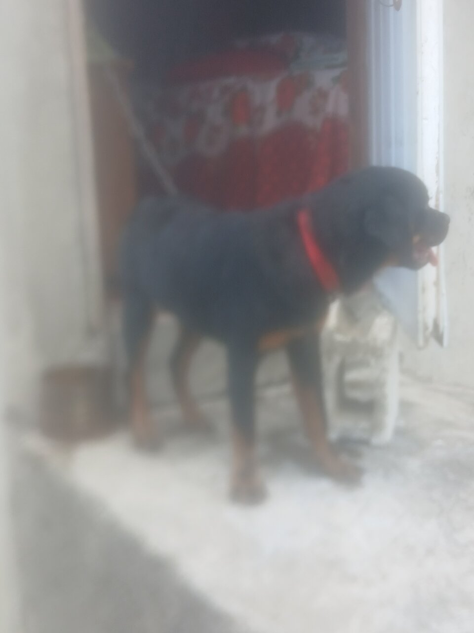 Rottweiler Puppy Rottweiler Puppy For $150,000
