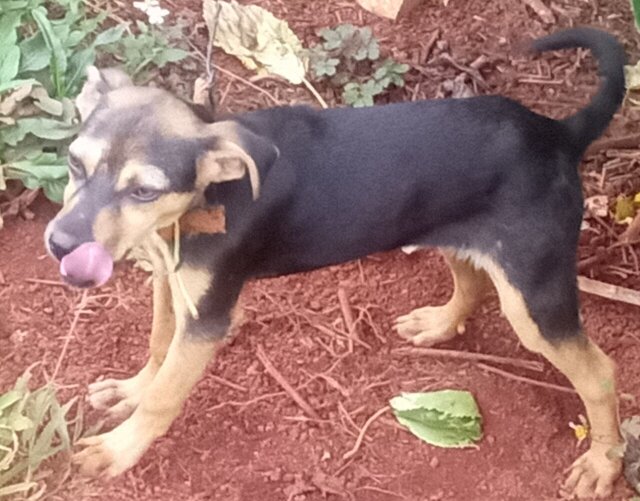 3 Months Old Doberman Pincher X Mogrel