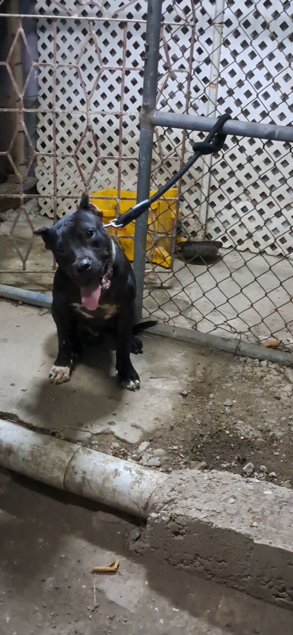 Pitbull