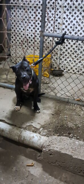 Pitbull