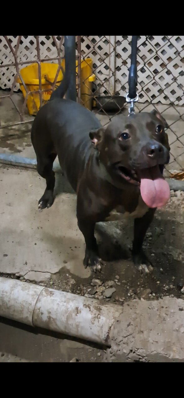 Classic Female Bully