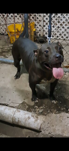 Classic Female Bully