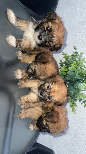 Shih /poo
