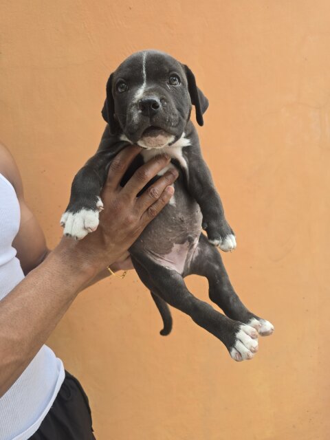 Pitbull Puppies ?
