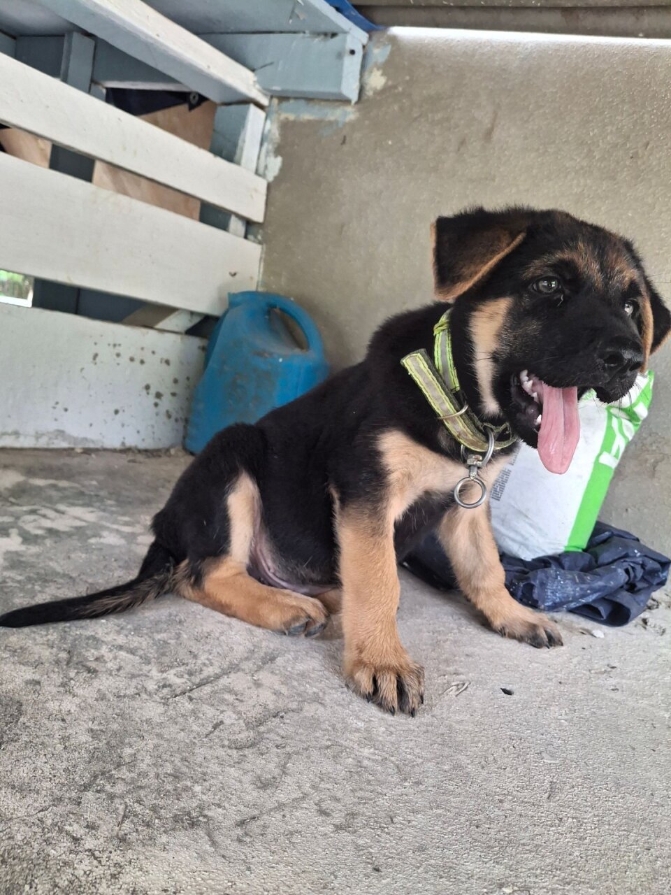MALE GERMAN SHEPHERD PUPPY