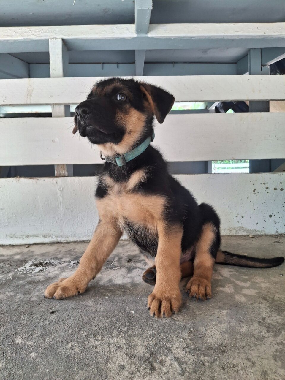MALE GERMAN SHEPHERD PUP