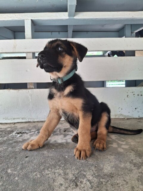 MALE GERMAN SHEPHERD PUP