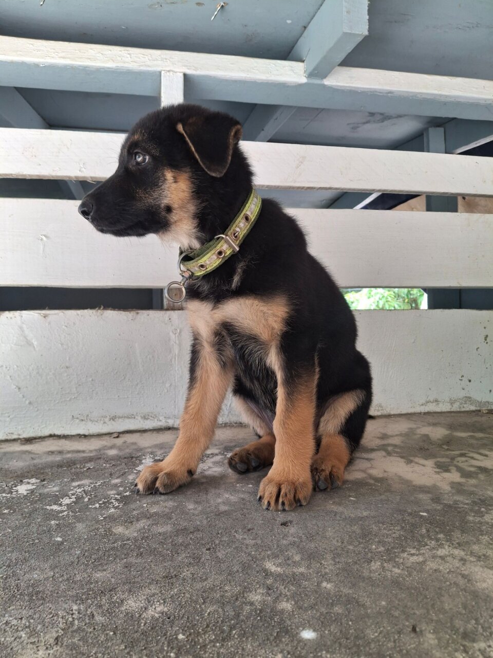 FEMALE GERMAN SHEPHERD PUP