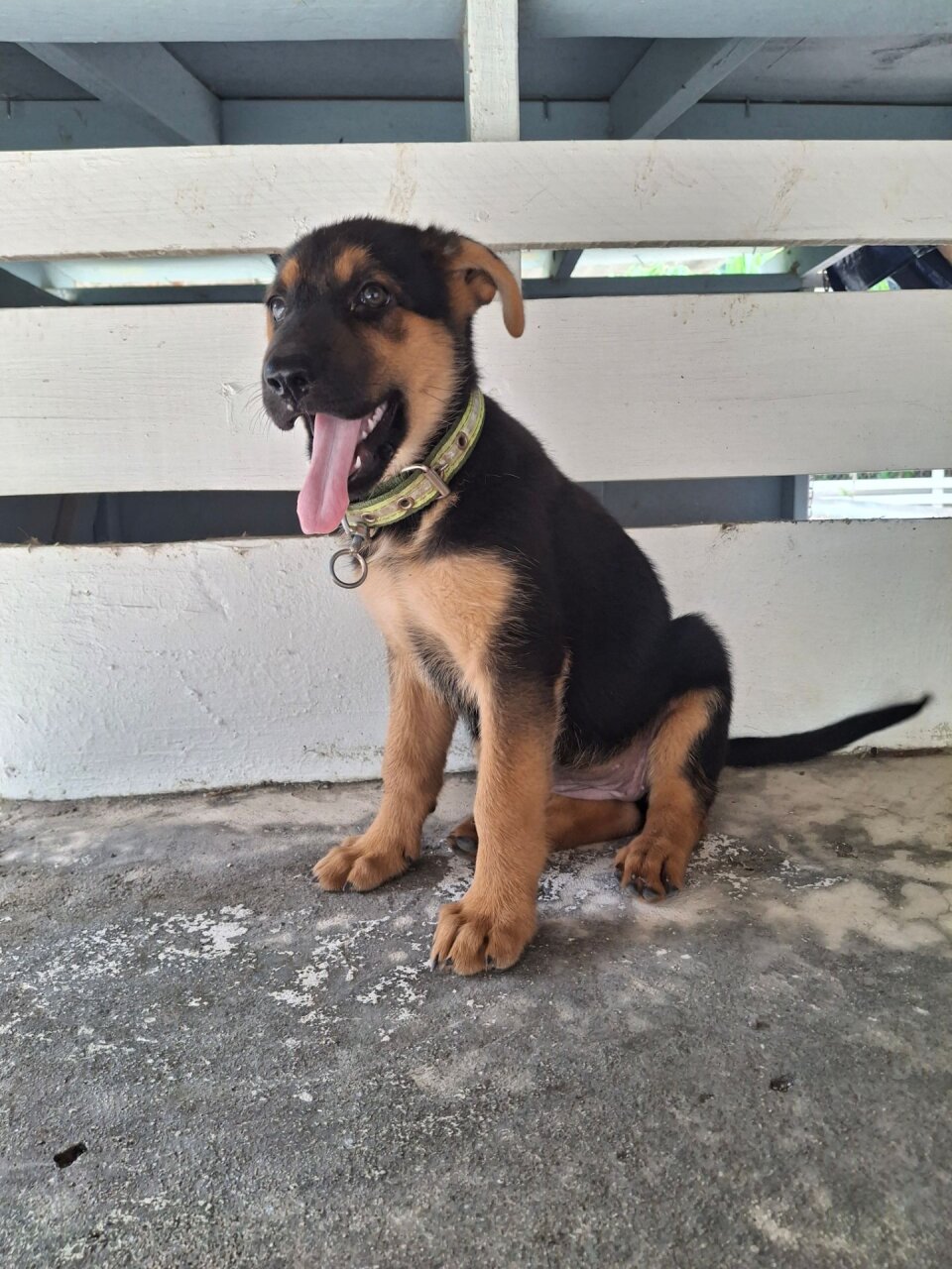 FEMALE GERMAN SHEPHERD PUP