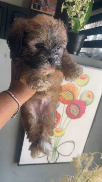 Shih Poo