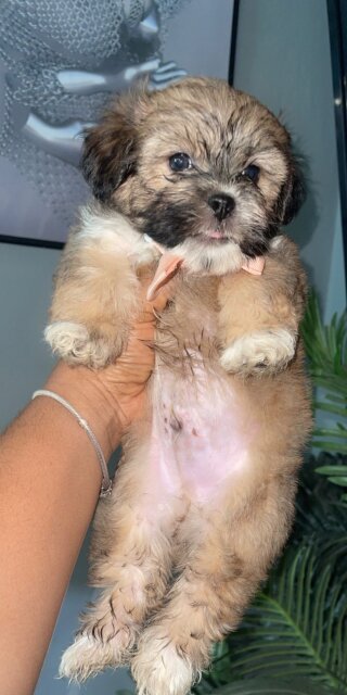 Shih Poo