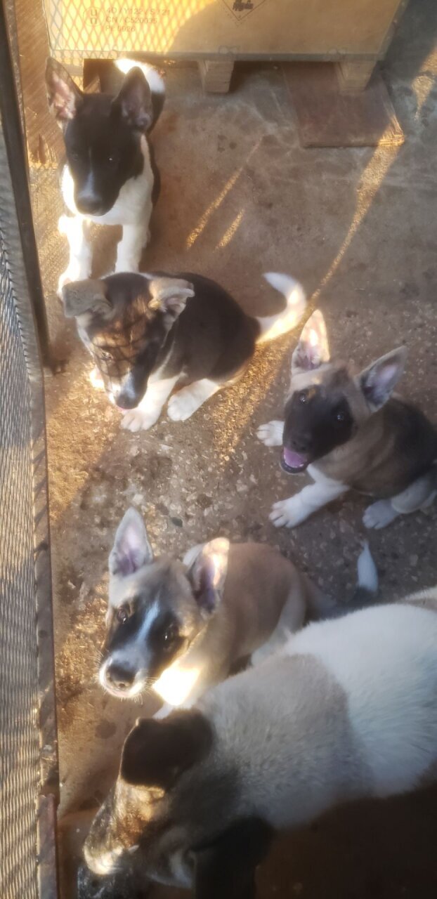 Akita Pups For Sale