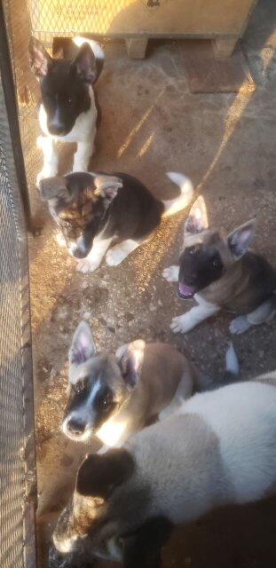 Akita Pups For Sale
