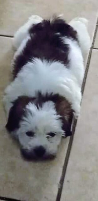 Purebred Shitzu