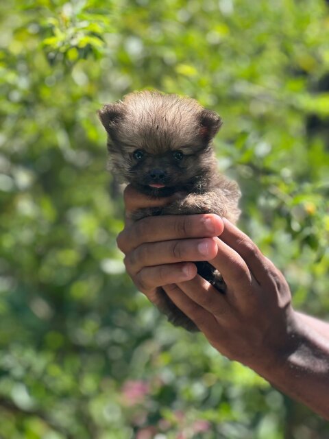 Purebred Male Pomeranians