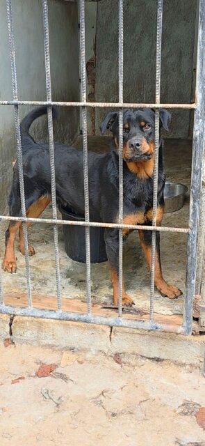 Rottweiler