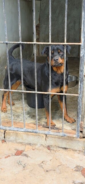 Rottweiler