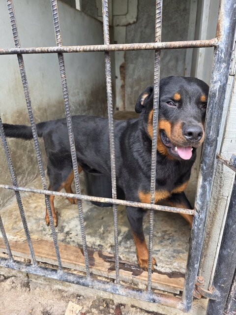 Rottweiler