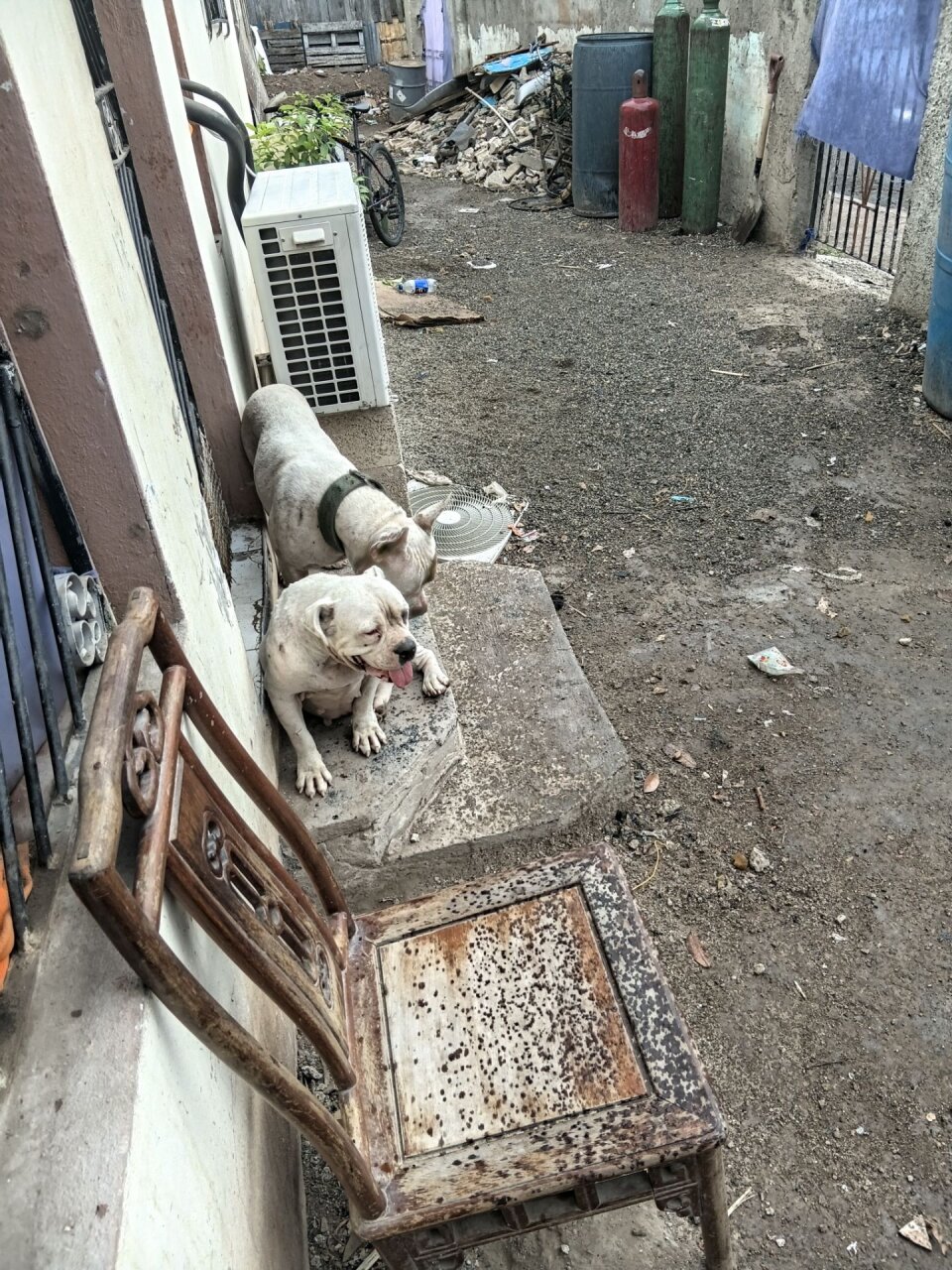 Male And Female Bully