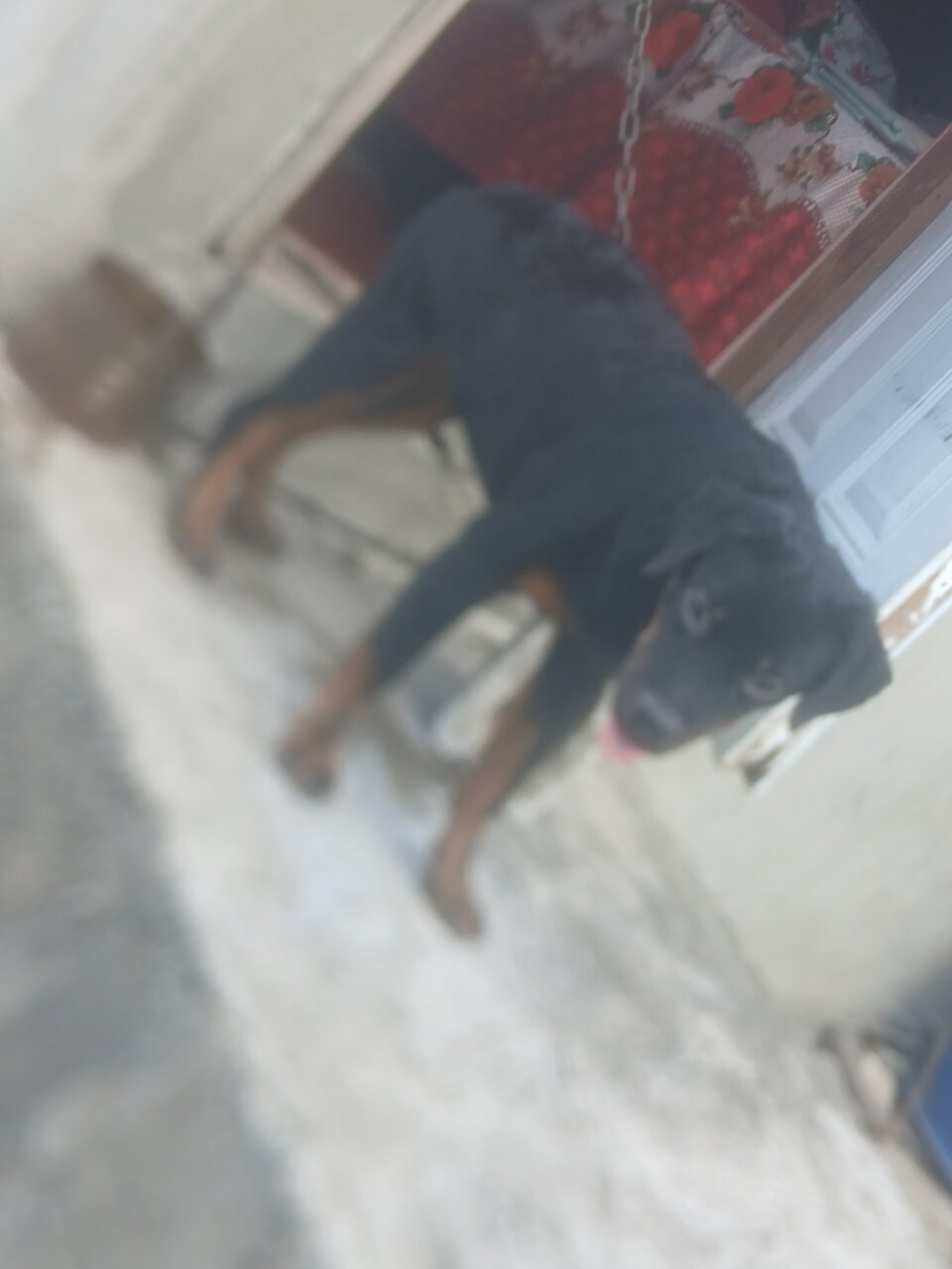 Rockwell And Register Rottweiler For Service