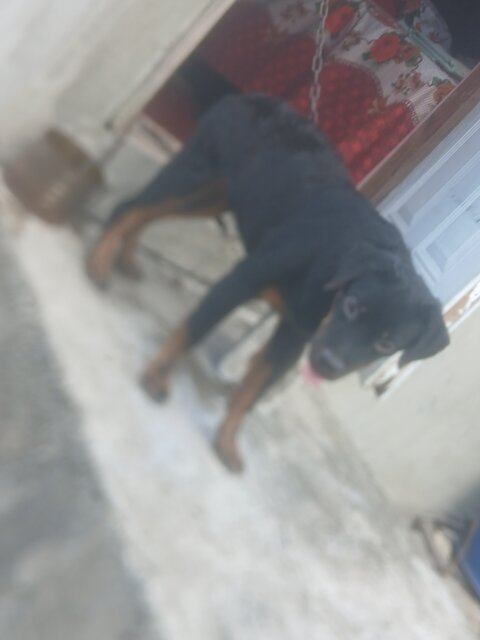 Rockwell And Register Rottweiler For Service