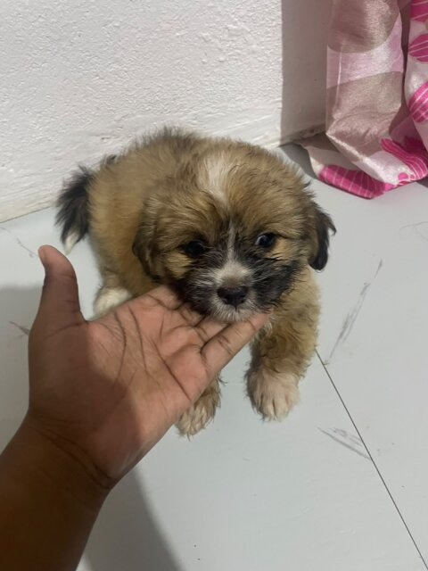 Shih-poi