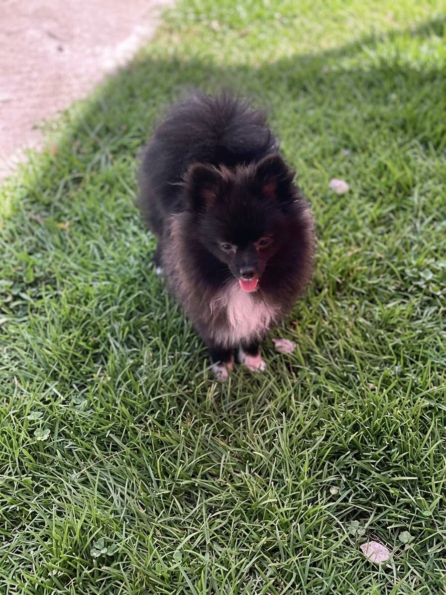 Female Pomeranian