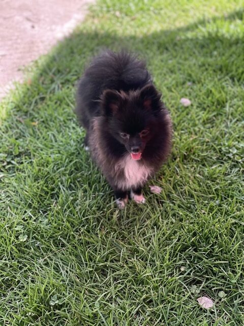 Female Pomeranian