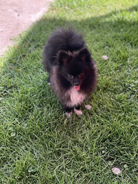 Female Pomeranian