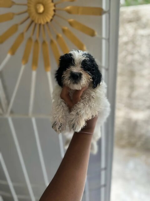 Shih Tzu