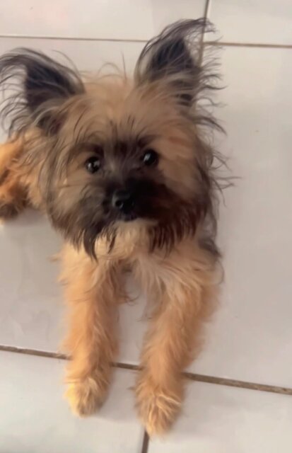 Female Pomeranian X Yorkie Mix