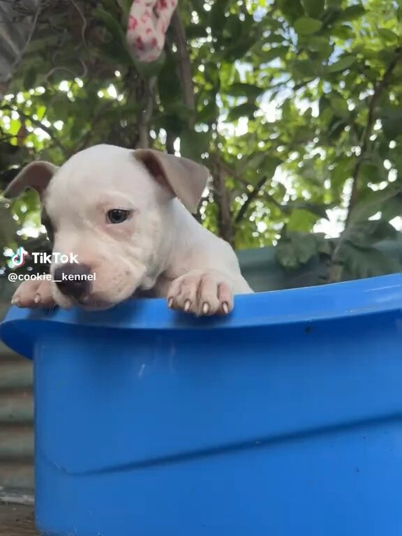12 Week Old Pocket American Bully