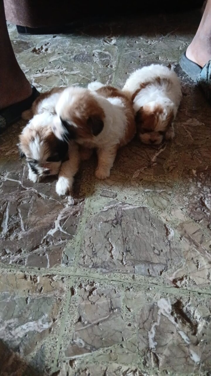 Shih Tzu Mix