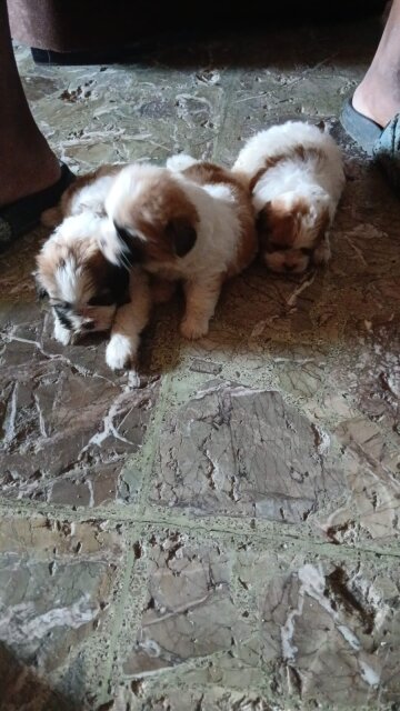 Shih Tzu Mix