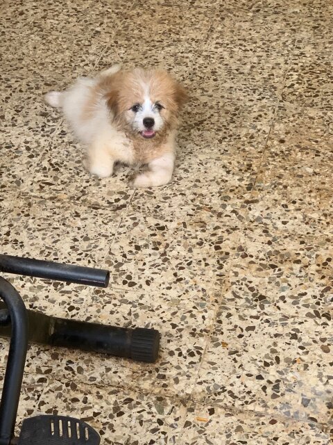 Shih Tzu / Pomeranian Mix
