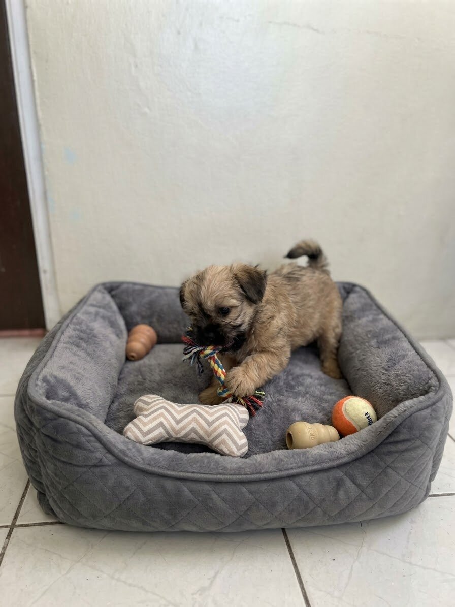 Yorkie Mix Pup