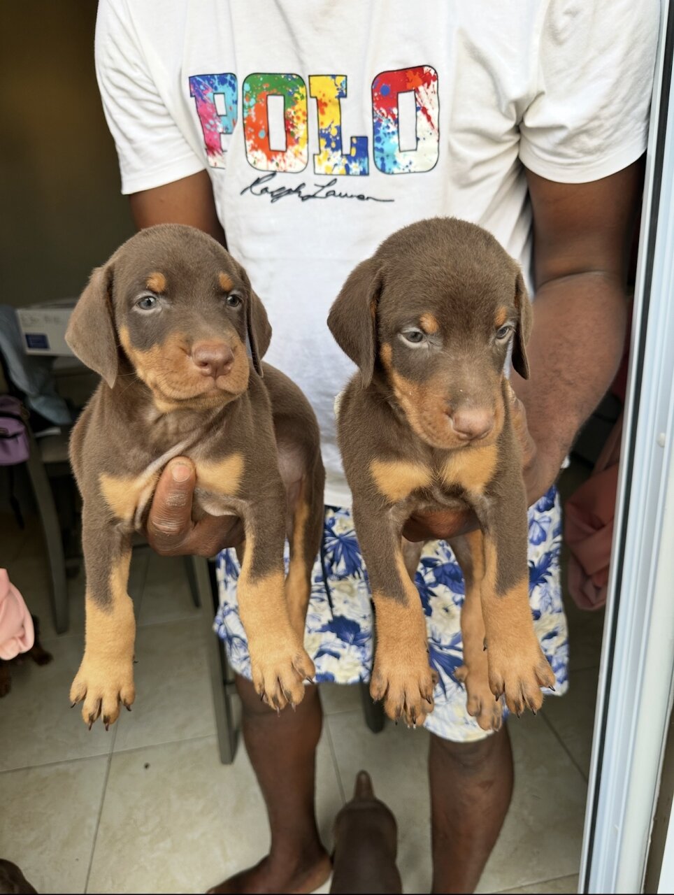 Full Bred Doberman Pups