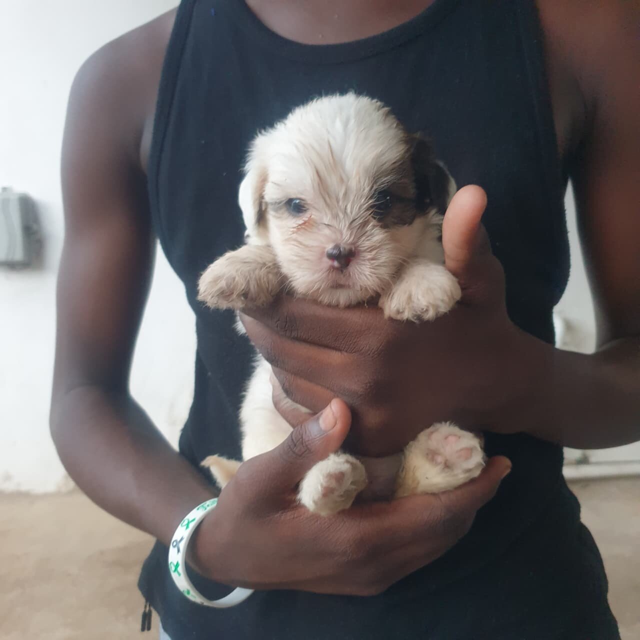 Female Shih Tzu Pup