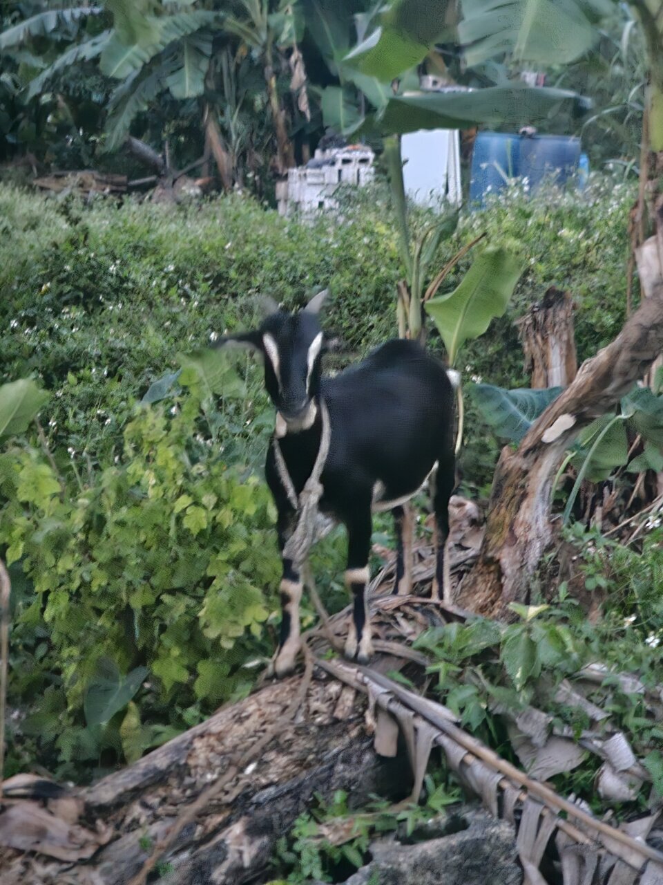 Pregnant Goat