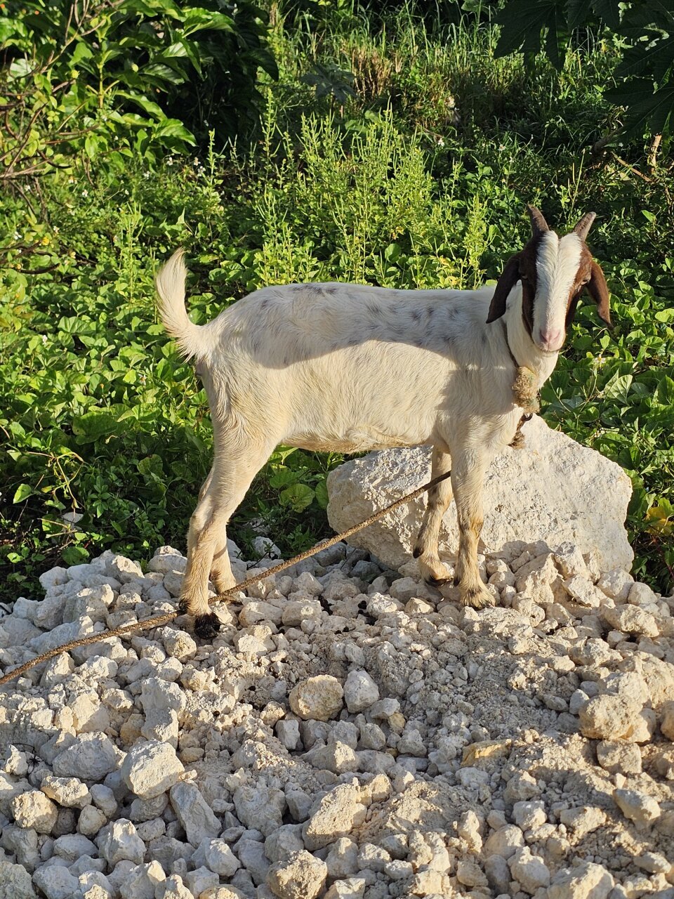 Pregnant Goat