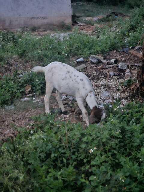 Pregnant Goat