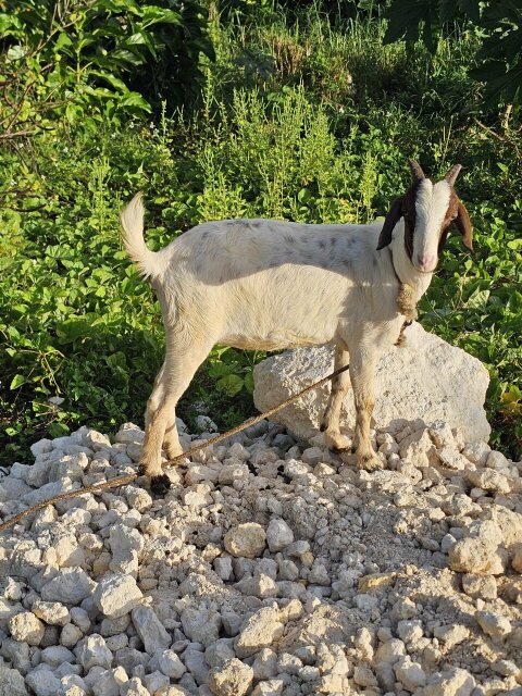 Pregnant Goat