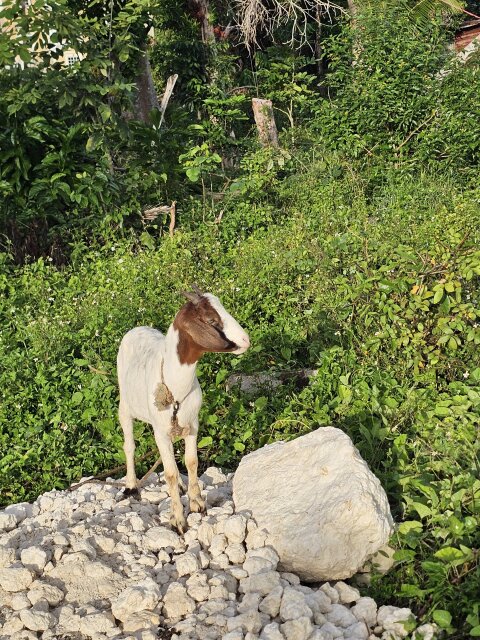 Pregnant Goat