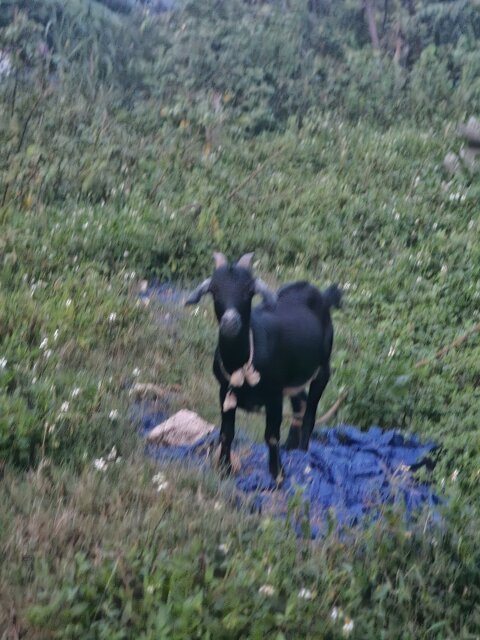 Pregnant Goat