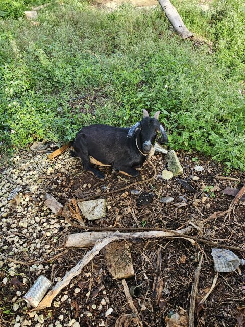 Pregnant Goat