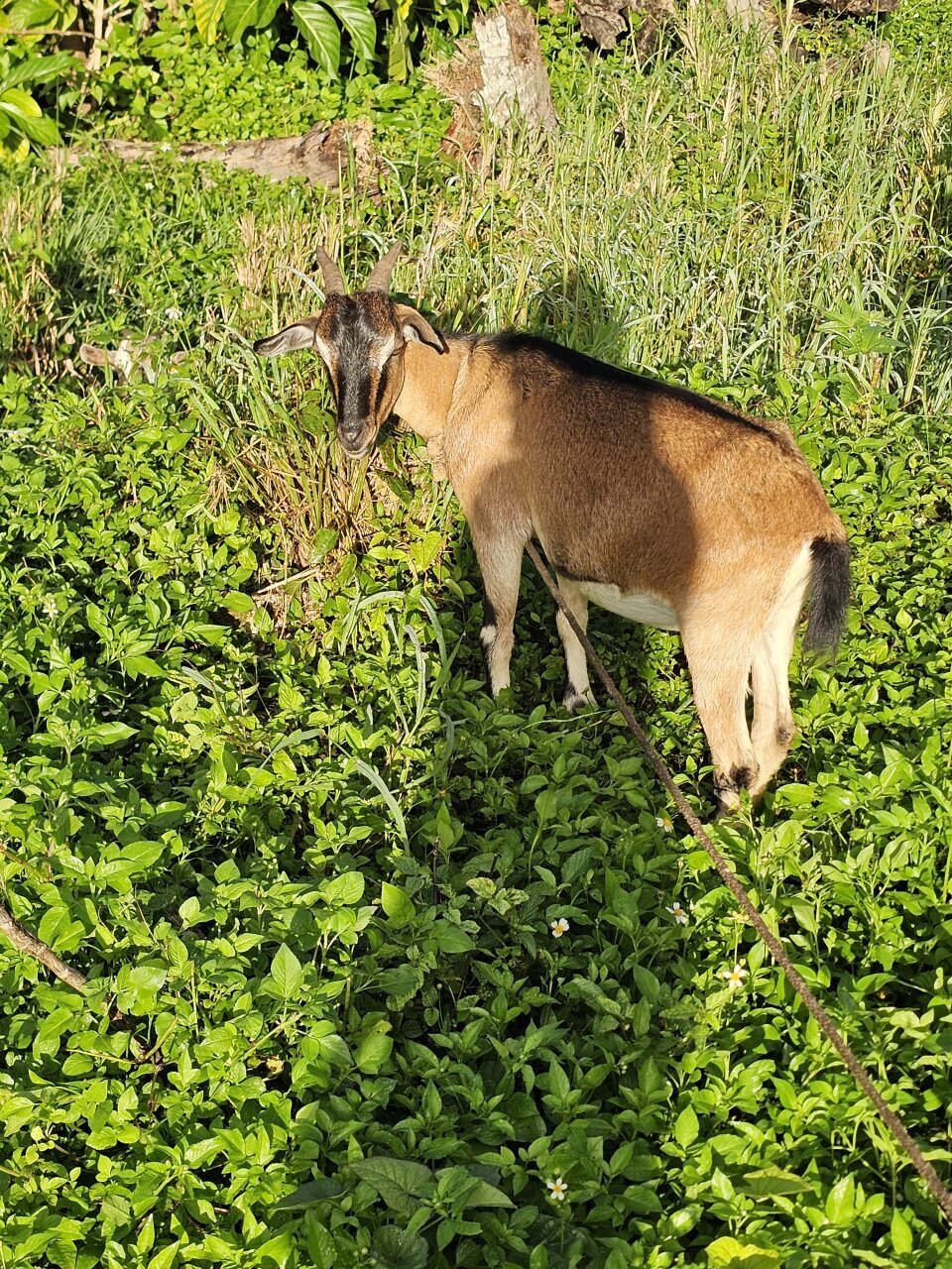 Pregnant Goat