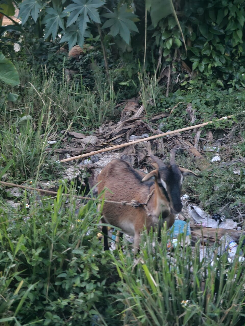 Pregnant Goat