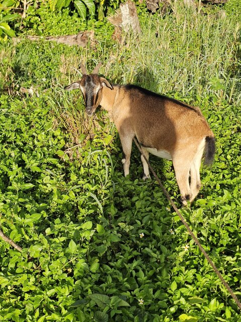 Pregnant Goat