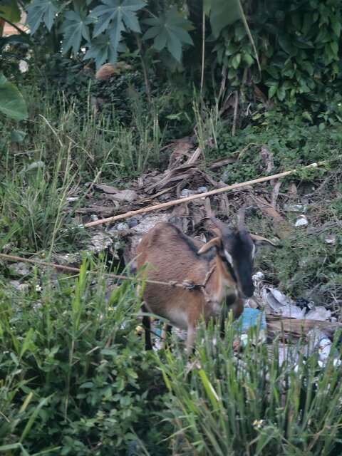 Pregnant Goat